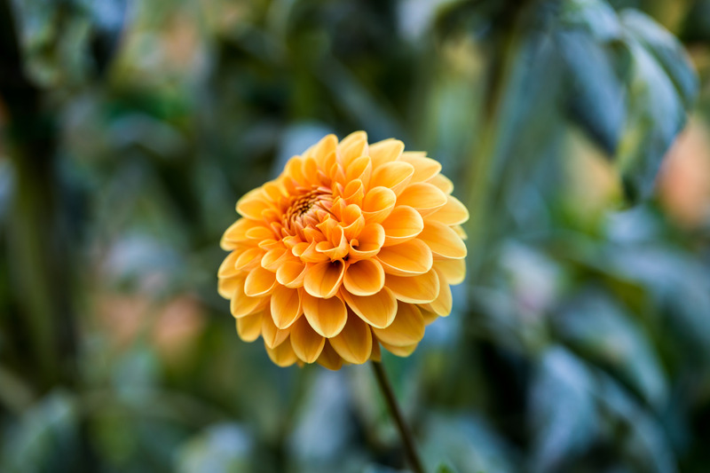 portulaca flowers bloom beautifully in summers